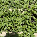 Veronika klasnatá (Veronica spicata) ‘White Jolanda’  – kont. P9/P11